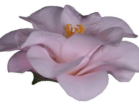 camellia "Magnoliaeflora"